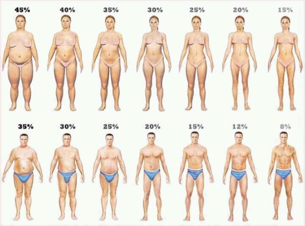 Сколько процентов жира в теле